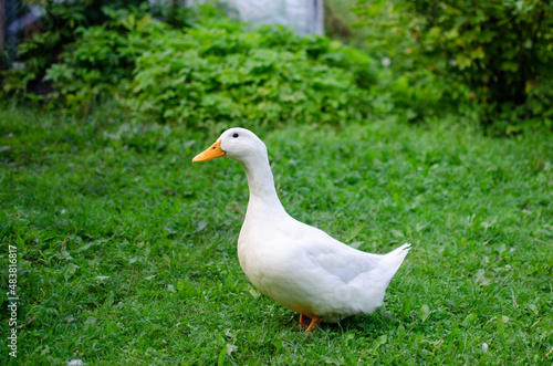 goose in a garden