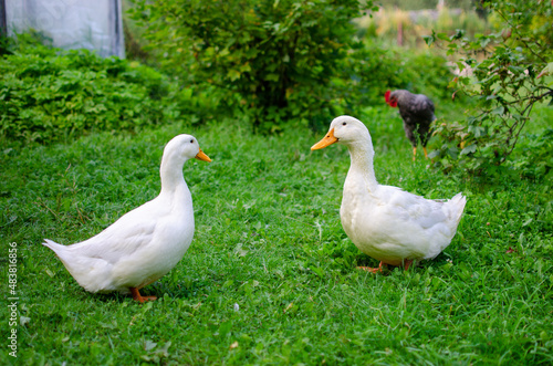 two white geese in a garden © U915 Figurines