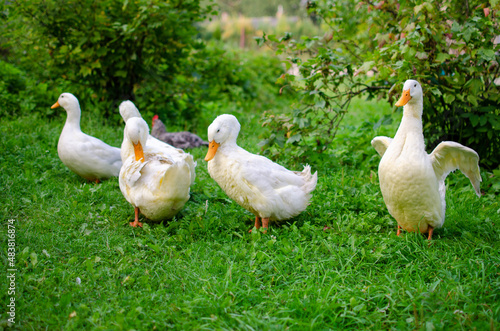 group of white geese
