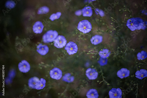 Above little purple flowers