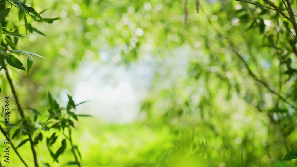 Sunny green bright spring or spring 4k video landscape. Natural organic leafy frame formed by foliage and branches of trees isolated at blurry river water and wild plants and grass bokeh background