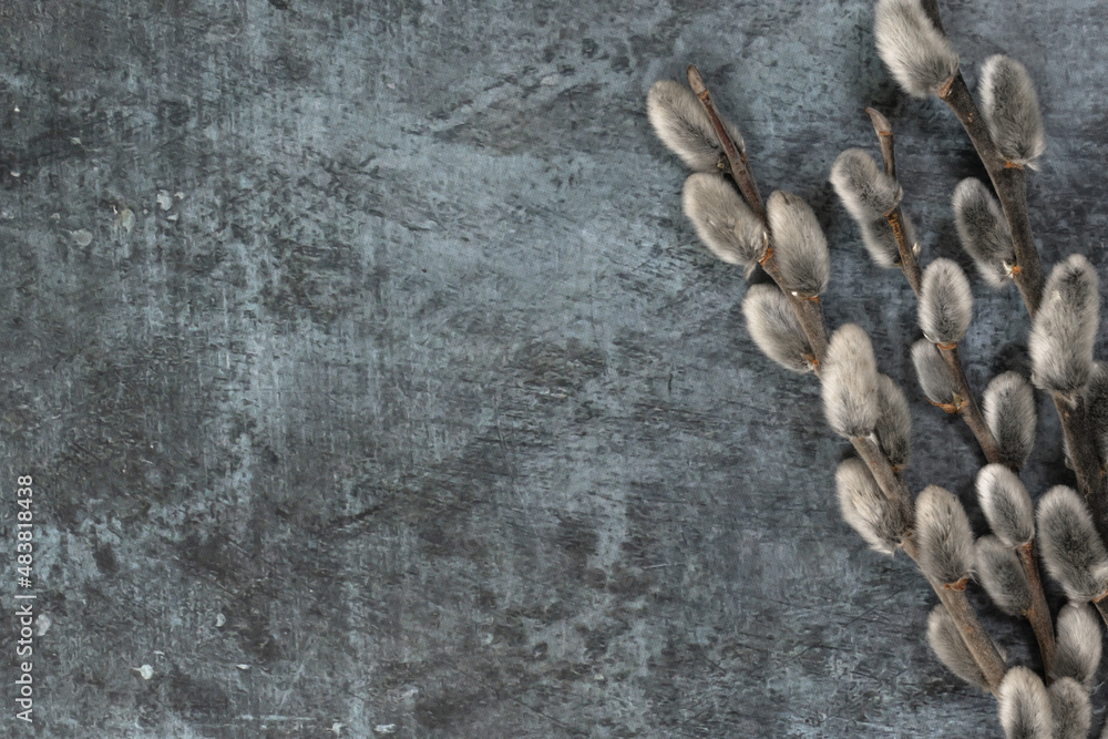 Easter background. Willow branches on the right against a dark background. Easter background. Willow branches on the right against a dark background.