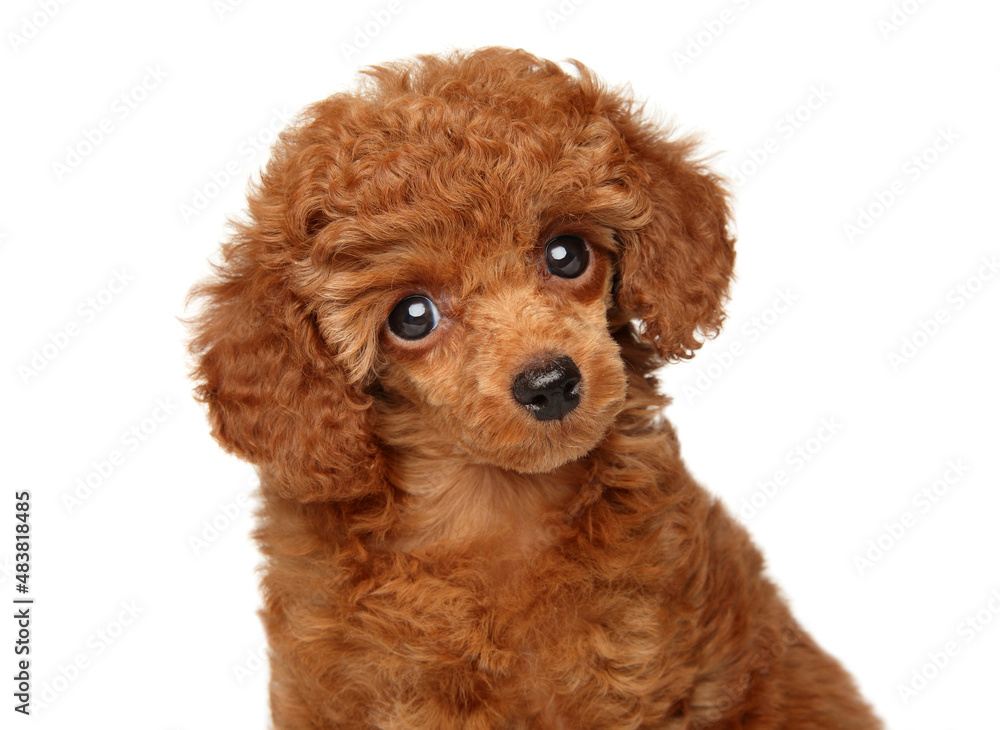 Stockfoto Close Up Of A Red Toy Poodle