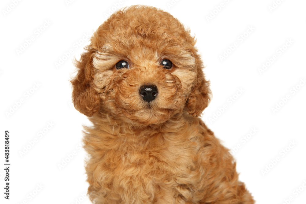 Happy puppy of a toy poodle on a white background