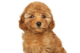 Happy puppy of a toy poodle on a white background
