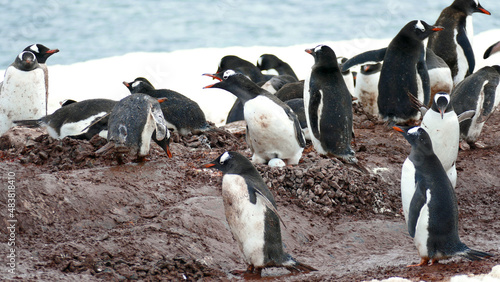 Group of Gentoo penguins with egg