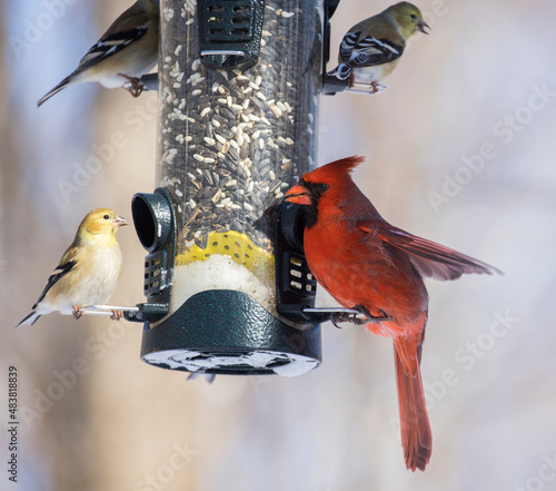Fényképezés Backyard birds at feeder in winter, Northern Cardinal , American goldfinch and b