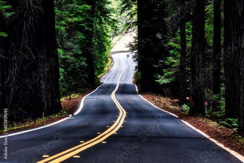 winding road in the sequoia forest california