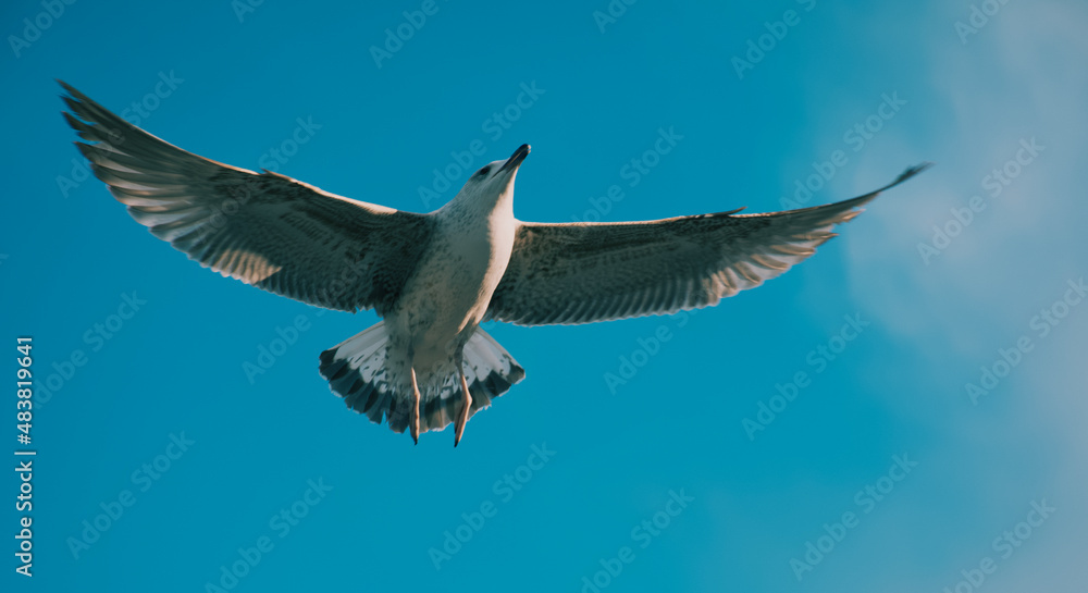 Obraz premium seagull in flight