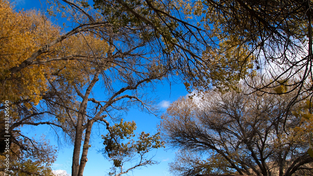 Fototapeta premium Trees in fall season against the blue sky