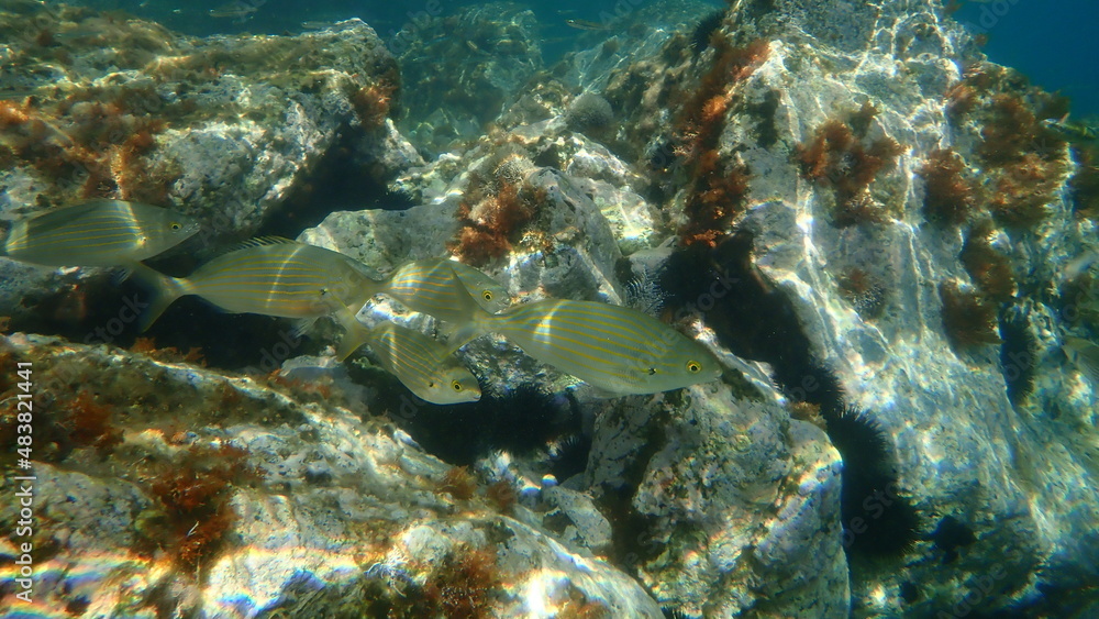 Obraz premium Salema or salema porgy, cow bream, goldline, dreamfish (Sarpa salpa) undersea, Aegean Sea, Greece, Syros island
