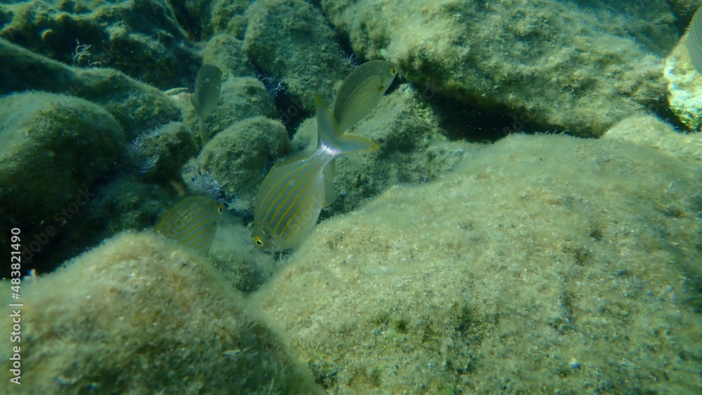Fototapeta premium Salema or salema porgy, cow bream, goldline, dreamfish (Sarpa salpa) undersea, Aegean Sea, Greece, Syros island