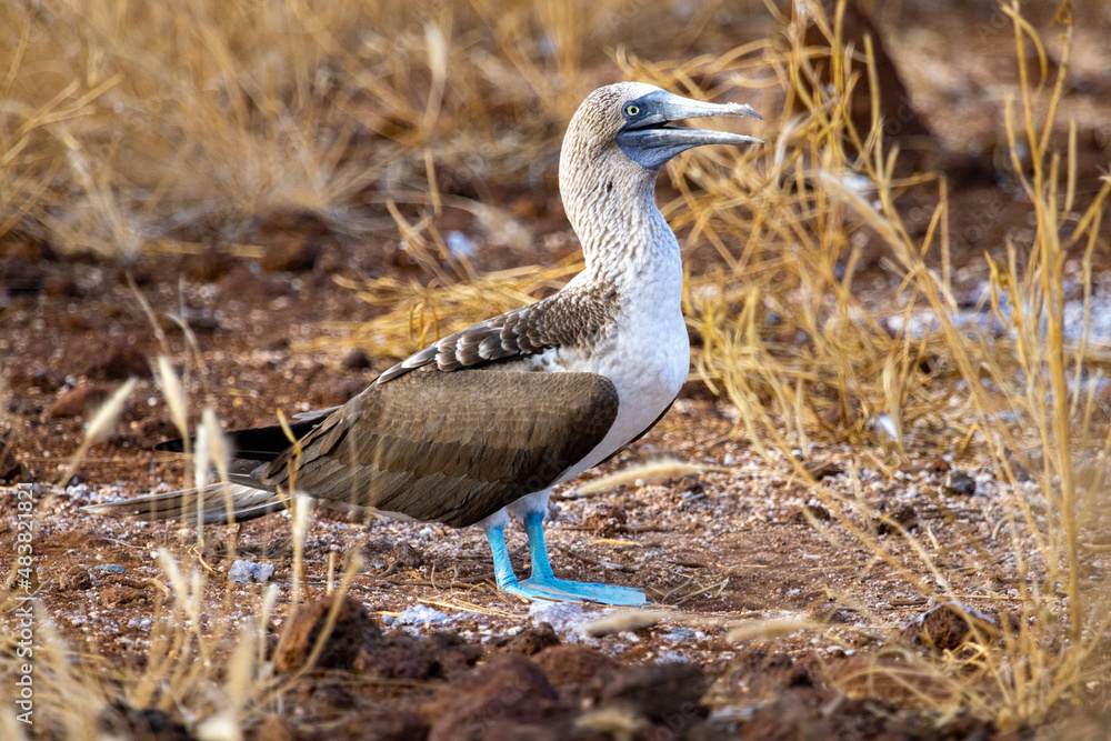 The blue-footed booby (Sula nebouxil) is a marine bird and is easily recognized by its bright blue feet, which is a sexually selected trait. Photo taken on North Seymour Island in the Galapagos The blue-footed booby (Sula nebouxil) is a marine bird and is easily recognized by its bright blue feet, which is a sexually selected trait. Photo taken on North Seymour Island in the Galapagos