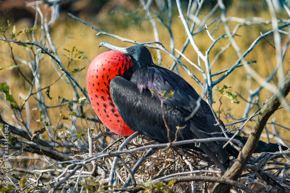 Fototapeta premium This Male Frigate Bird was found on North Seymour Island in the Galapagos. His impressive red gular pouch is inflated, indicating he is ready to mate.