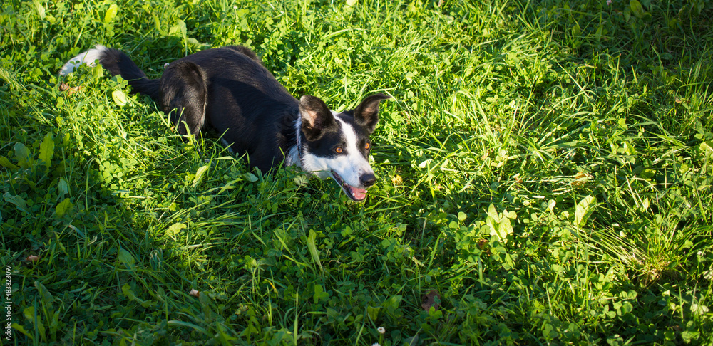 Dog is lying in grass in park. The breed is Border collie. Background is green. summer day