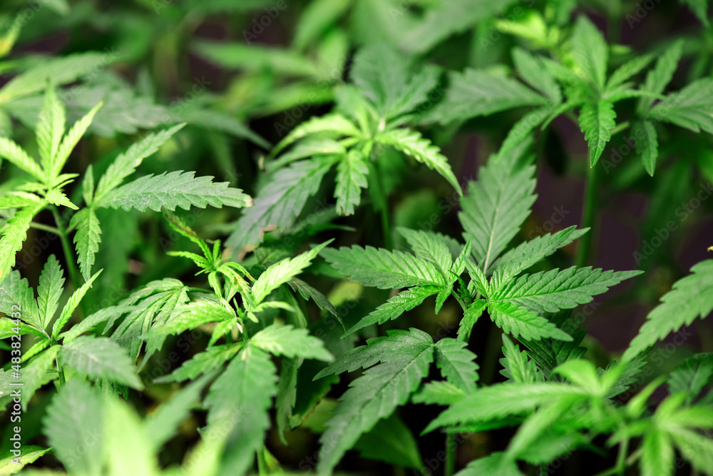 Marijuana or Cannabis ruderalis on nature background. Marijuana or Cannabis ruderalis on nature background.