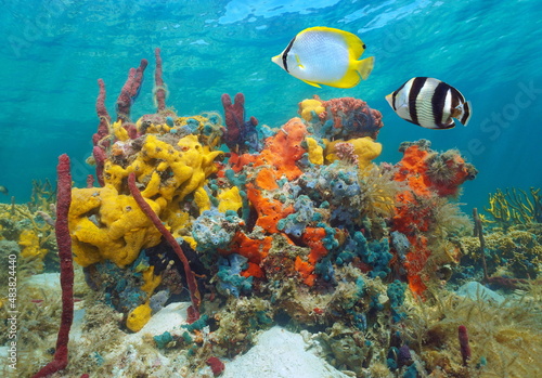 Colorful sea life underwater, various sponges with tropical fish, Caribbean sea