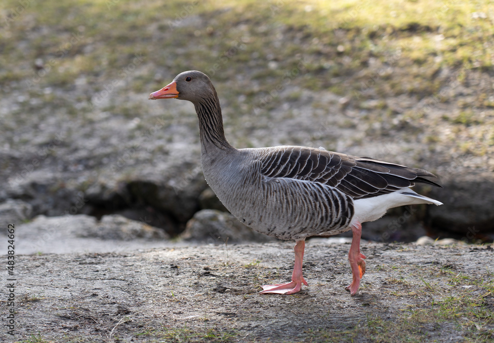 goose on the bank of lake goose on the bank of lake