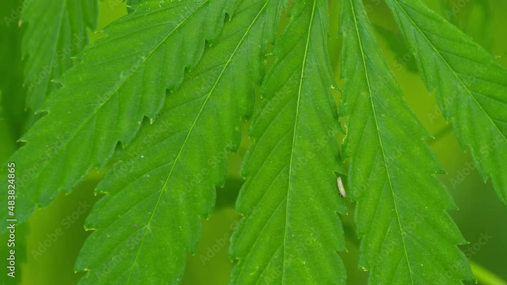 Cannabis plant swaying on the wind. Marijuana leaf close up Cannabis plant swaying on the wind. Marijuana leaf close up