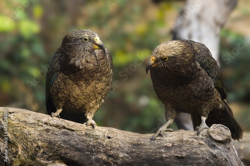 A small talk. Nestor kea couple. Nestor notabilis.    photo