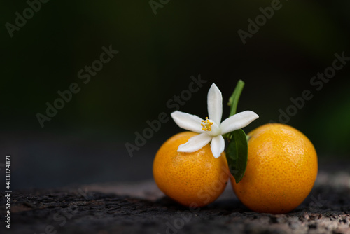 Kumquats or Citrus japonica fruit and neroli on nature background. photo