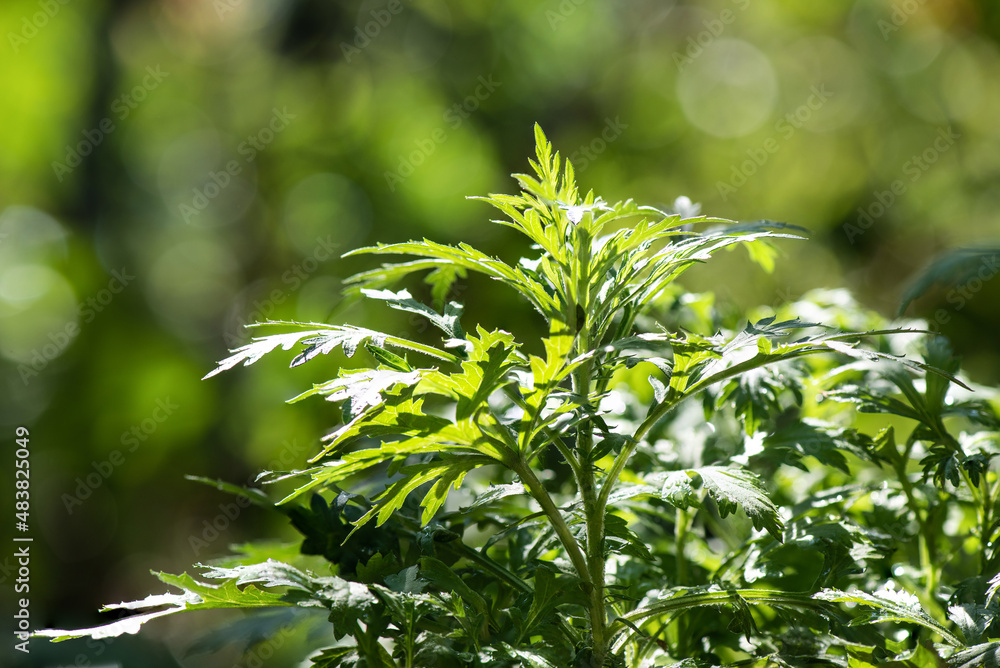Obraz premium Mugwort green leaves on natural background.