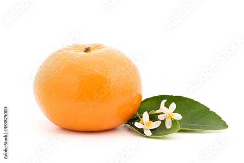 Orange fruit and flowers isolated on white background.