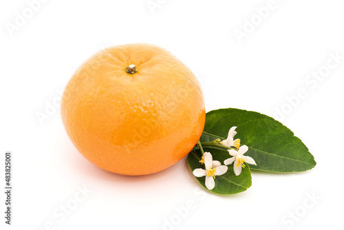 Orange fruit and flowers isolated on white background.