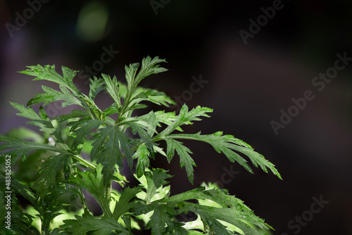 Mugwort green leaves on natural background.