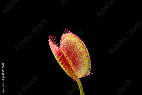 Venus Flytrap, macro view on dark background.  Close up of carnivorous plant interior lobes.  Dionaea muscipula is native to the east coast United States. photo