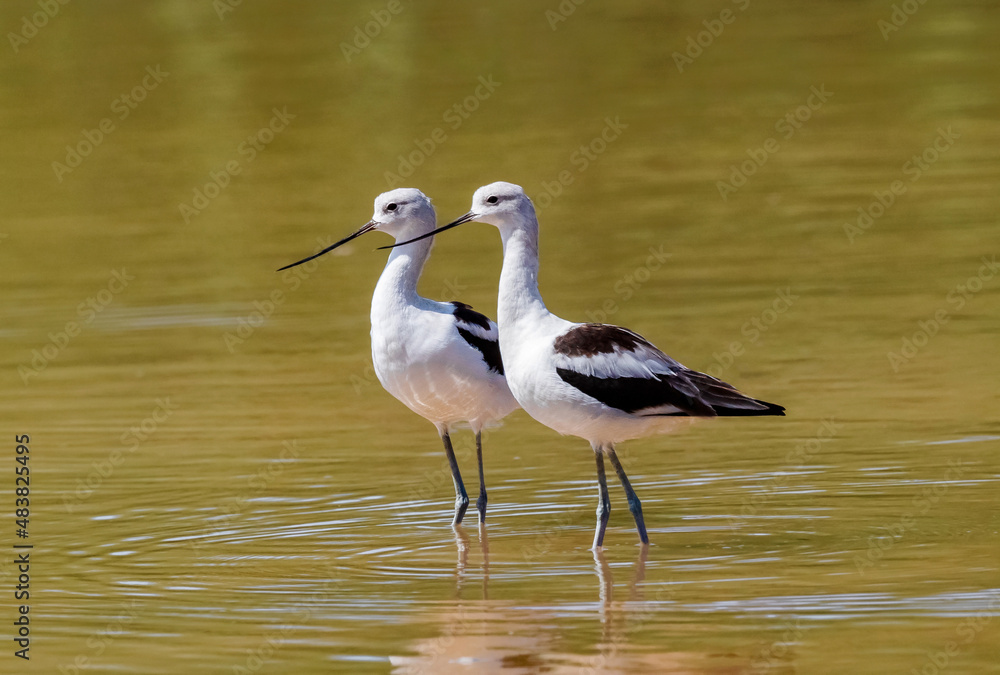 Obraz premium A pair of beautiful American Avocets elegantly posing in a golden yellow lake.