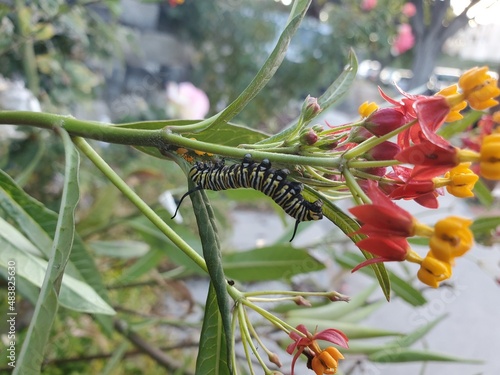 caterpillar eating flowers in the morning