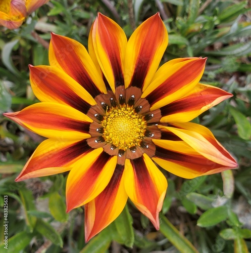 bright flower in the morning