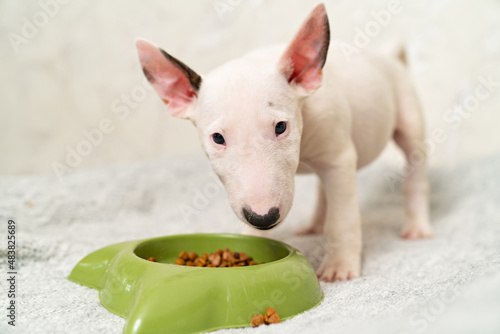 Billede på lærred a mini bull terrier puppy eats special food from a green bowl.