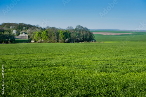 green field with spring cereals and a grove with flowering trees