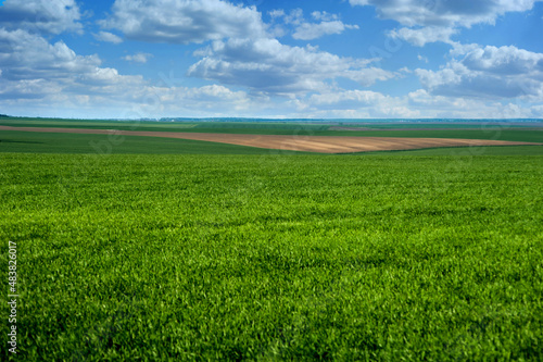 green field of winter wheat, early spring with beautiful sky