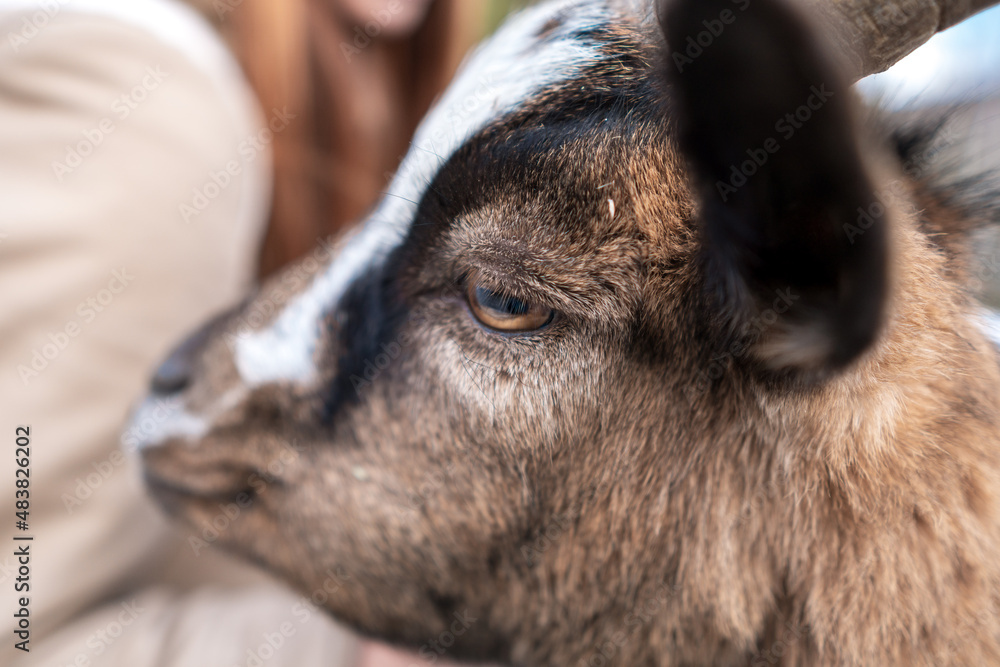 Rescued goats in a vegan friendly sanctuary farm. Kozi pelisek, In the Czech Republic