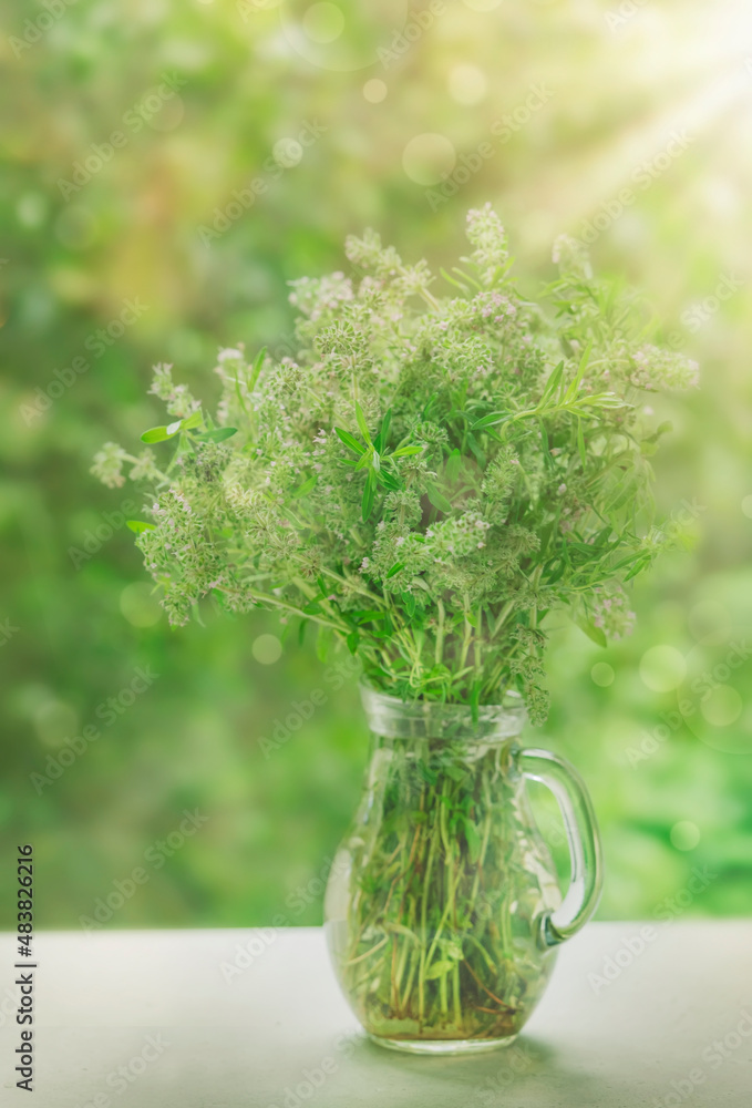Blooming thyme on sunset. Summer natural banner background. Thymus serpyllum, vulgaris - spicy aromatic herb for cooking and folk medicine