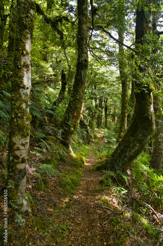 The Ruapani Track, a long walking track through the rainforest of Te Urewera National Park, North Island, New Zealand, 