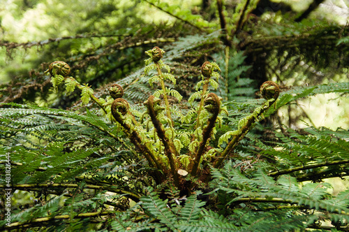 Young tree fern with unfurling leaves in the rainforest of Te Urewera National Park, North Island, New Zealand, closeup bokeh. 