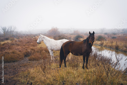 un cheval blanc et un cheval brun en hiver aux milieux des canaux de Calargue © Olivier Tabary