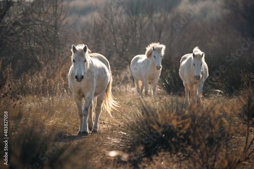 Fototapeta Naklejka Na Ścianę i Meble -  trois chevaux blancs camarguais marchent dans les herbes hautes des marais camarguais