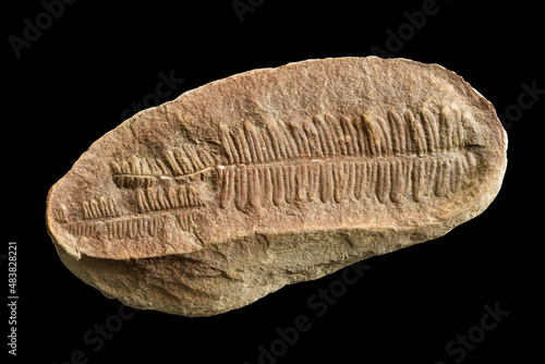 Fern Fossil photo