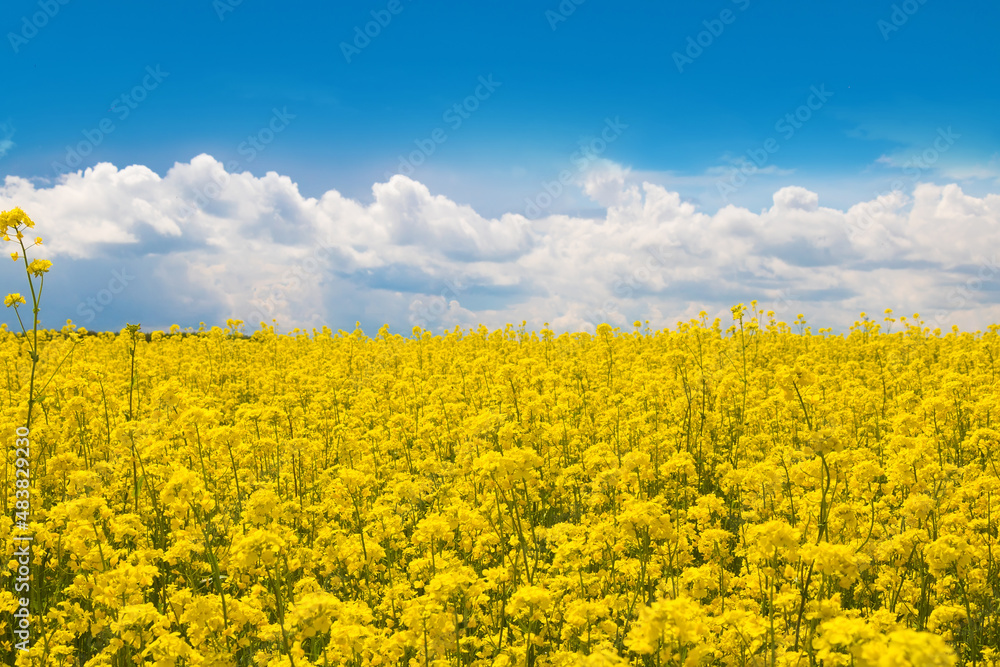Agricultural field of yellow canola flowers