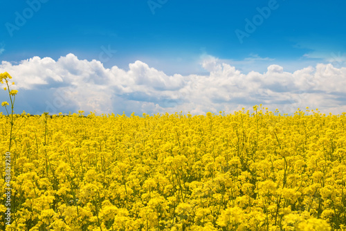 Agricultural field of yellow canola flowers