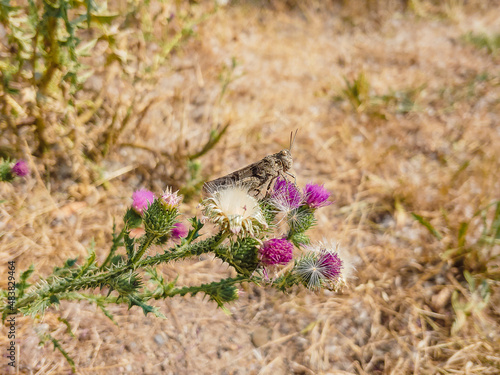 Grashüpfer auf einem Diestelzweig auf einer trockenen Wiese photo