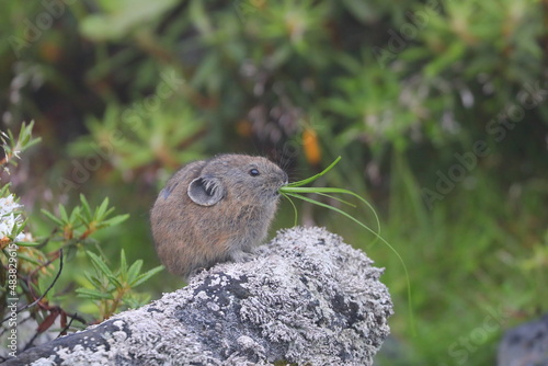 【北海道】エゾナキウサギ photo