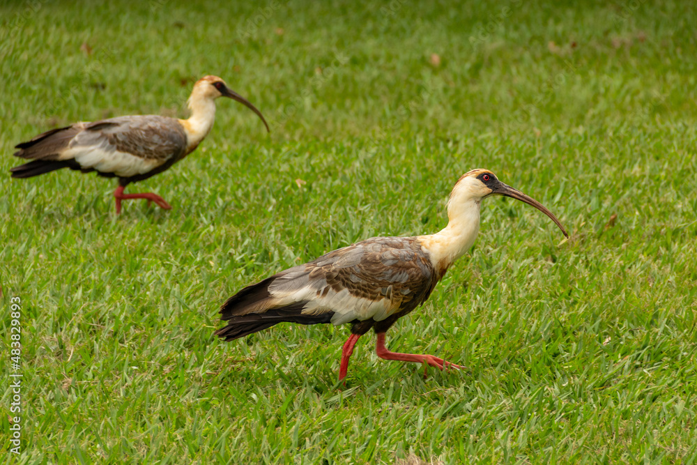Fototapeta premium Theristicus caudatus. Duas aves chamadas Curicaca caminhando sobre o chão gramado.