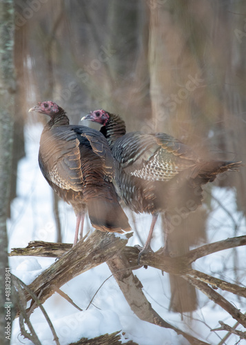 turkeys getting out of the snow. sitting on a branch 
