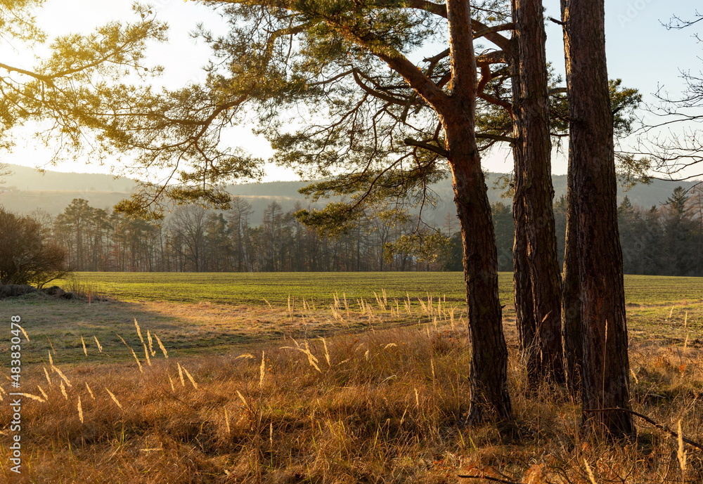 Sunset in the autumn pine forest. Countryside landscape. Czechia. Sunset in the autumn pine forest. Countryside landscape. Czechia.